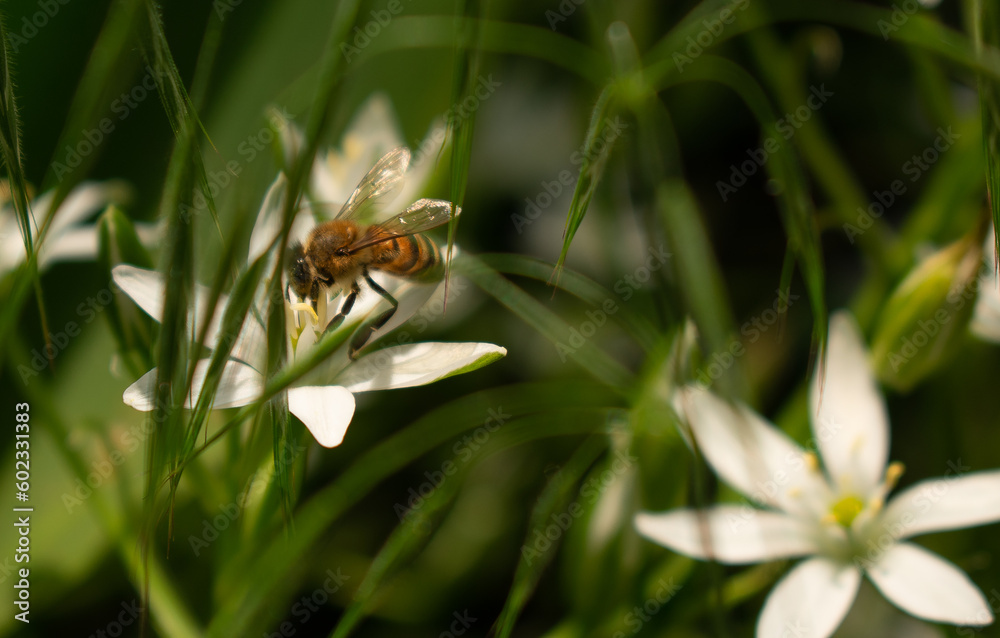 A bee collects nectar from white flowers. Close-up A bee collects nectar from white flowers. Close-up