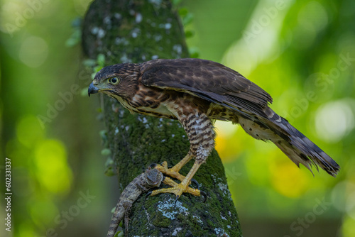 A crested goshawk Accipiter trivirgatus native to tropical asia attack a sunbeam snake xenopeltis unicolor with natural background photo