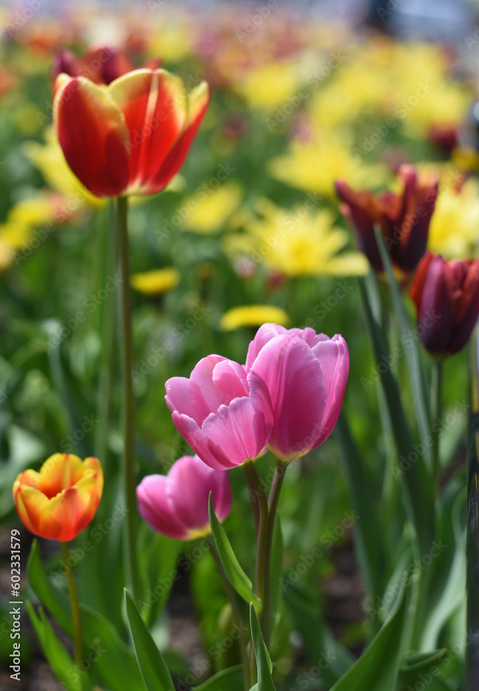 Yellow tulips in the garden Yellow tulips in the garden