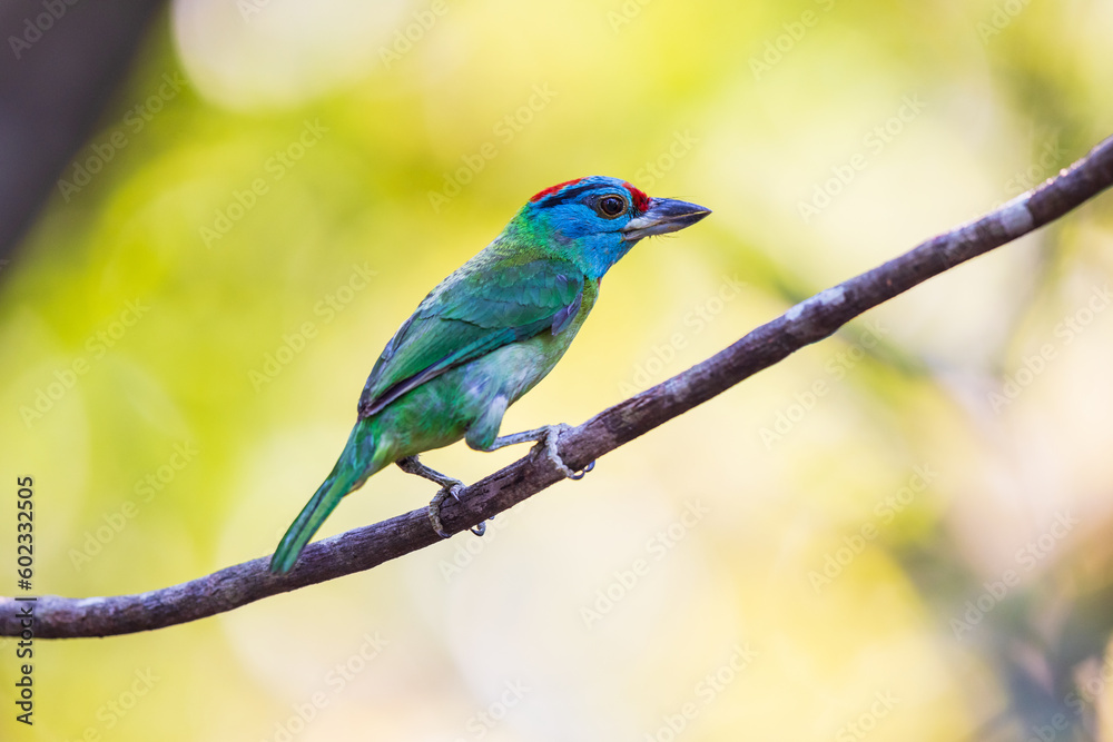 Blue-throated barbet birds on the tree branch. Blue-throated barbet birds on the tree branch.