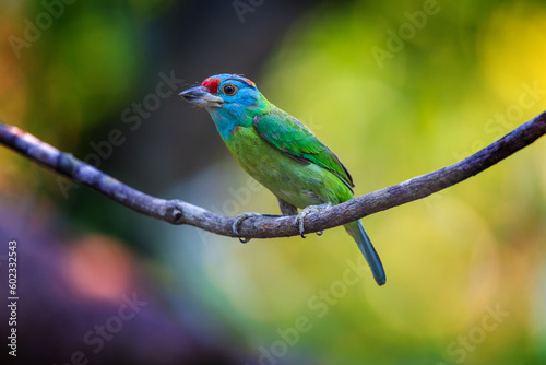 Blue-throated barbet  birds on the  tree branch.
