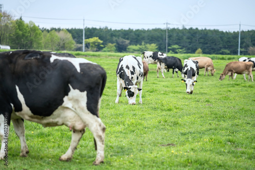 grazing cows at Asagiri Kogen farm, Fujinomiya city, Shizuoka