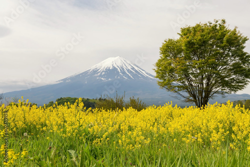 Canola or Nanohana yellow flowers with big tree and mt. fuji