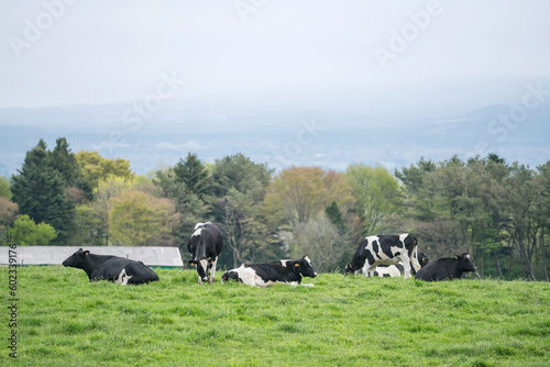 Group of milk cows at Asagiri Kogen farm, Fujinomiya