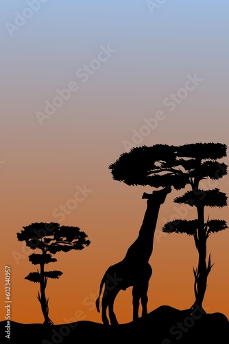 silhouette giraffe at sunset