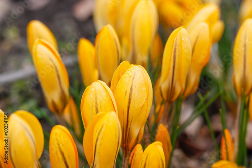 Gelbe Krokusse