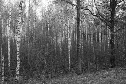 photo of the forest in black and white
