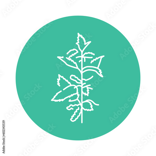 Nettle plant color line icon. Pictogram for web page