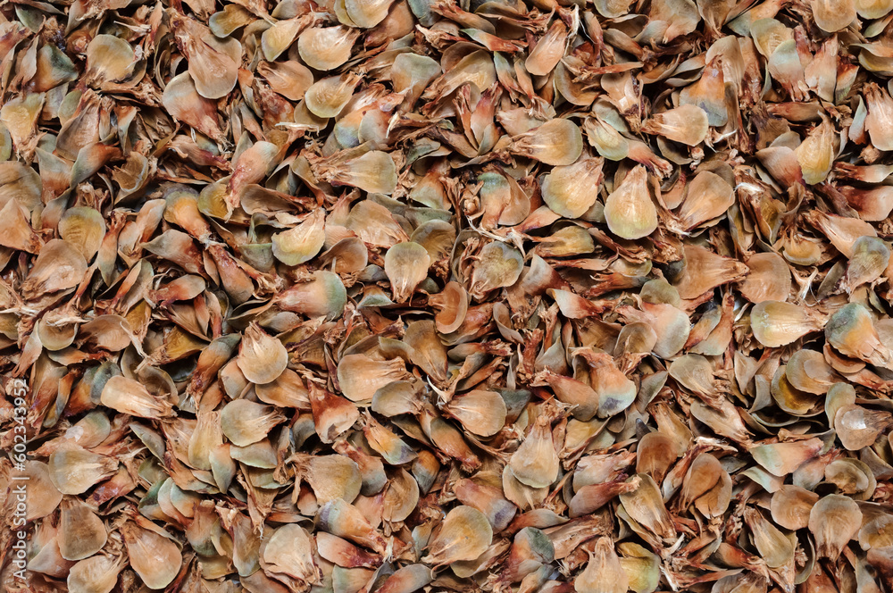 Background of many fir cone scales view from above Background of many fir cone scales view from above