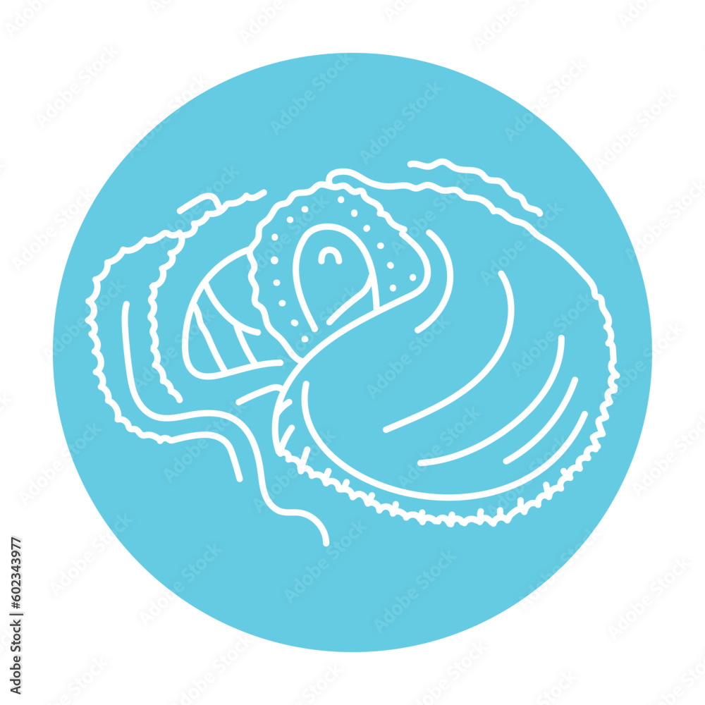 Argonaut color line illustration. Ocean fishes Argonaut color line illustration. Ocean fishes