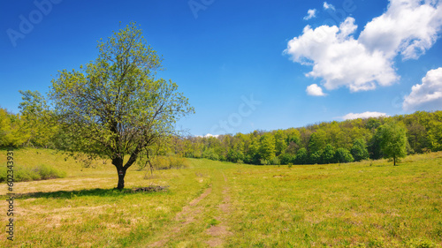 deciduous tree on the hill in morning light. countryside scenery in summer. sunny weather with fluffy clouds on the sky