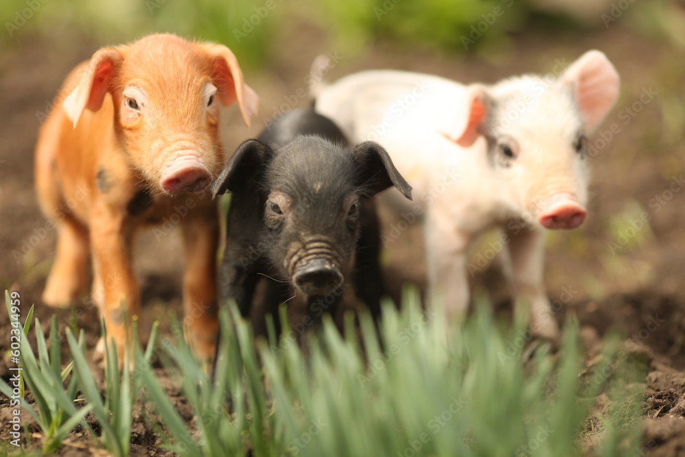 Fototapeta premium cutie and funny young pig is standing on the green grass. Happy piglet on the meadow, small piglet in the farm posing on camera on family farm. Regular day on the farm