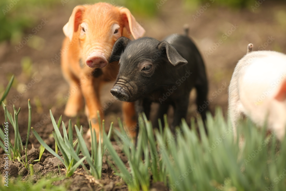 cutie and funny young pig is standing on the green grass. Happy piglet on the meadow, small piglet in the farm posing on camera on family farm. Regular day on the farm cutie and funny young pig is standing on the green grass. Happy piglet on the meadow, small piglet in the farm posing on camera on family farm. Regular day on the farm
