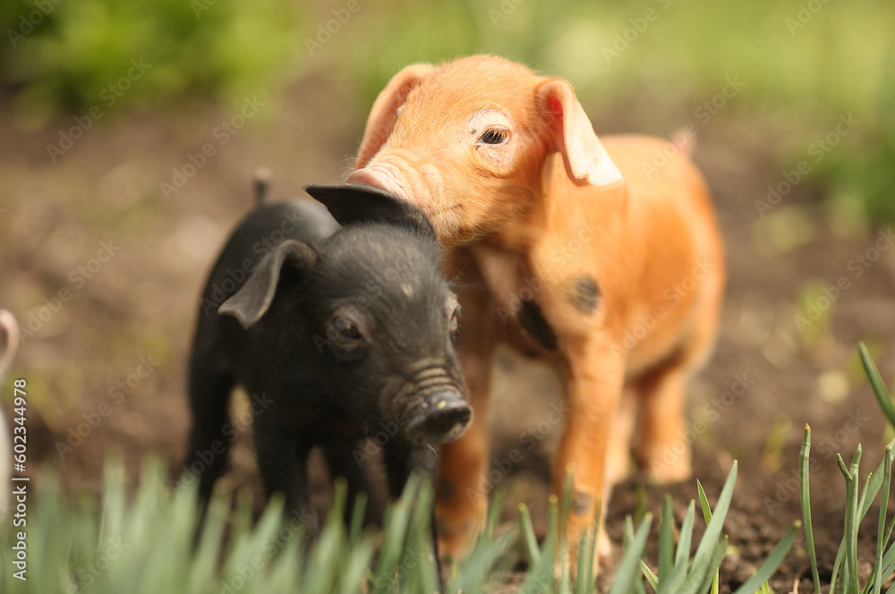 Fototapeta premium cutie and funny young pig is standing on the green grass. Happy piglet on the meadow, small piglet in the farm posing on camera on family farm. Regular day on the farm