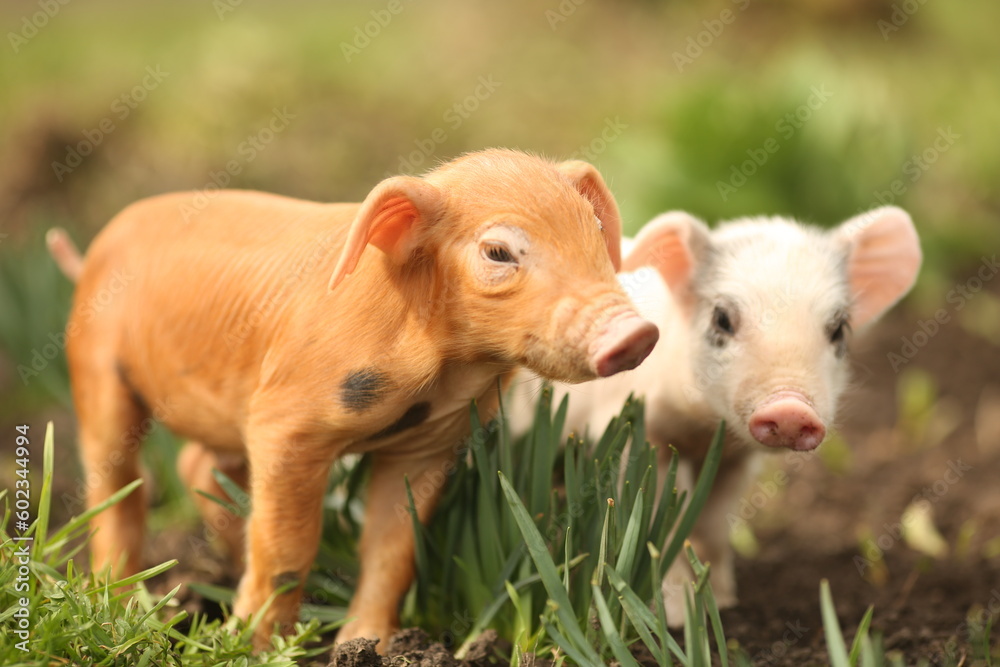 cutie and funny young pig is standing on the green grass. Happy piglet on the meadow, small piglet in the farm posing on camera on family farm. Regular day on the farm