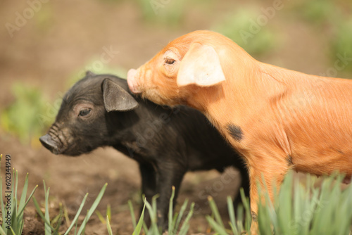 cutie and funny young pig is standing on the green grass. Happy piglet on the meadow  small piglet in the farm posing on camera on family farm. Regular day on the farm