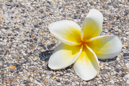 White frangipani flower fell from tree lay on gray concrete texture,selective focus, copy space. © Kris Zarzh