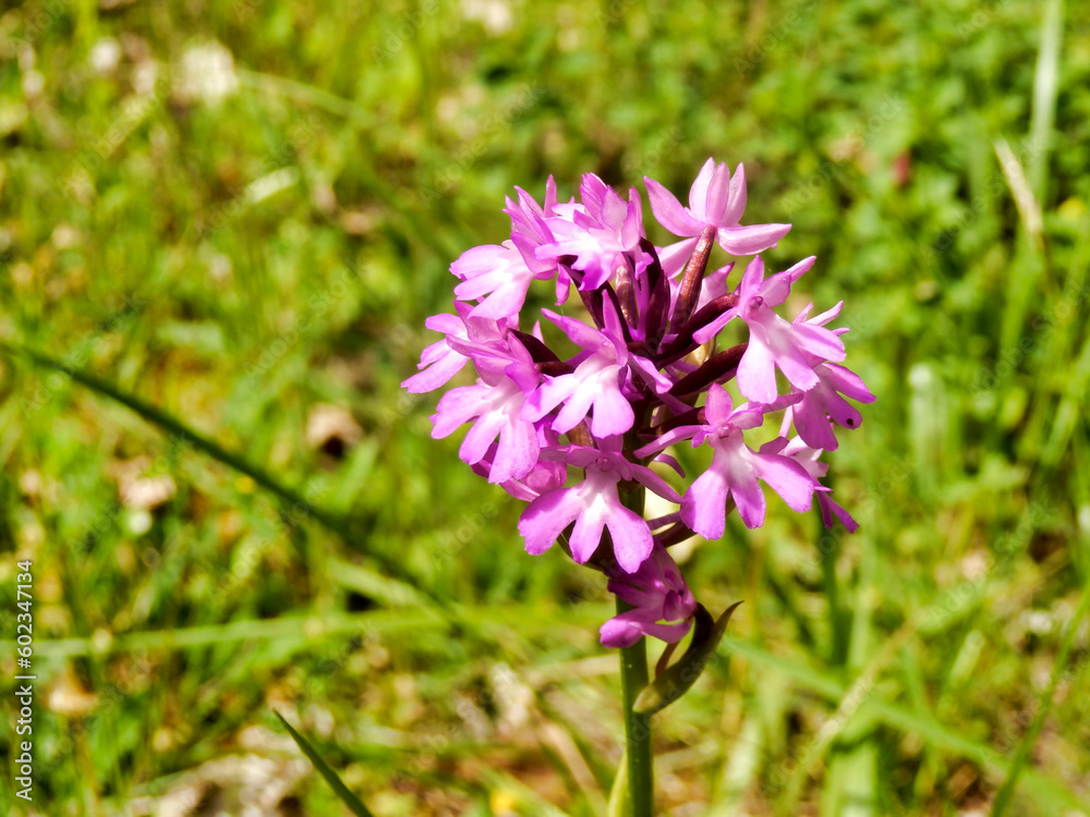 Pyramidal Orchid (Anacamptis pyramidalis) growing wild in a meadow
Pyramidal Orchid (Anacamptis pyramidalis) growing wild in a meadow