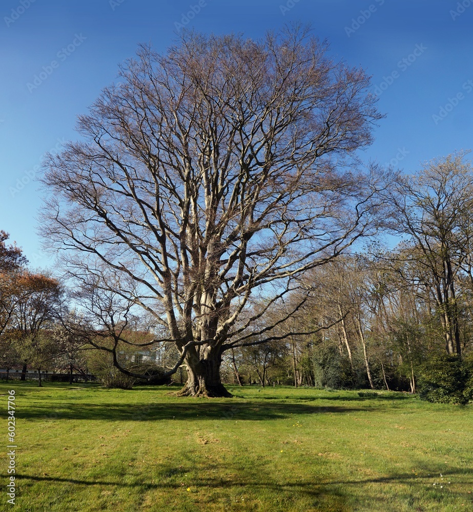 Obraz premium Huge old beech tree