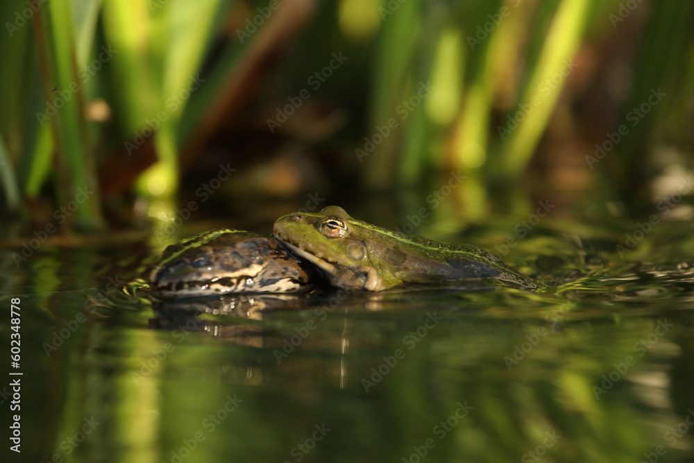 Green edible frog in the water with grass Green edible frog in the water with grass