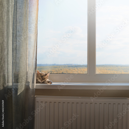 Photography Senior cat is lying on the window sill in the sunlight