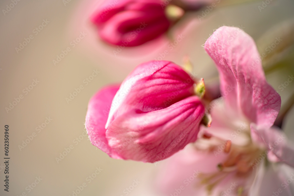 Blooming apple buds. Background in blur, out of focus with space for text