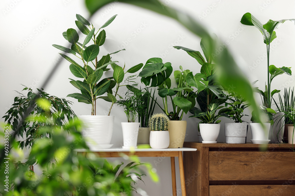 Many different potted houseplants on furniture indoors