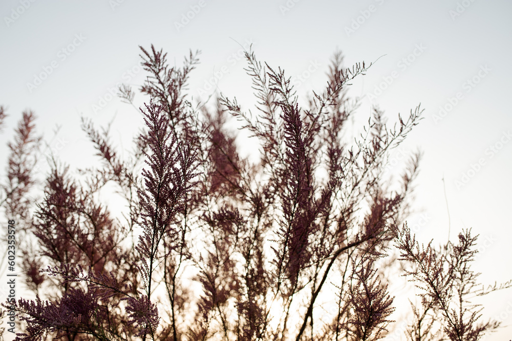 Obraz premium Blossoming Tree Branches in Sunset's Glow