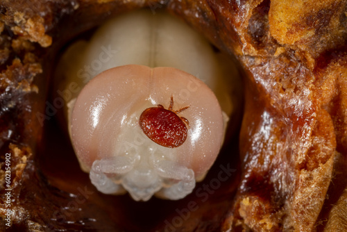 Varroa destructor bee parasite on a pupa of honey bee (drone)
