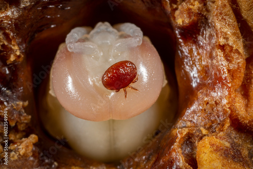Varroa destructor bee parasite on a pupa of honey bee (drone)