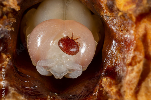Varroa destructor bee parasite on a pupa of honey bee (drone)
