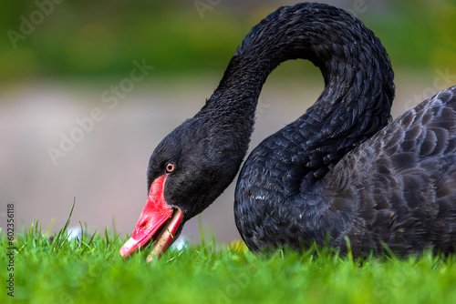 Beautiful big black bird - Black Swan - Cygnus atratus eating grass.