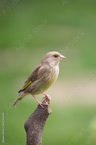 Beautiful adult female greenfinch (Chloris chloris) perched on the top of a branch - Yorkshire, UK in Spring