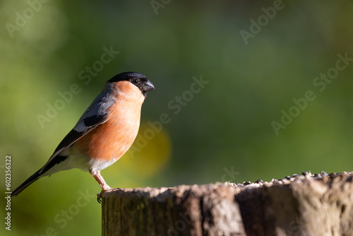 Adult male bullfinch (pyrrhula pyrrhula) on a log with a yellow and green natural background. May, Spring, Yorkshire, UK