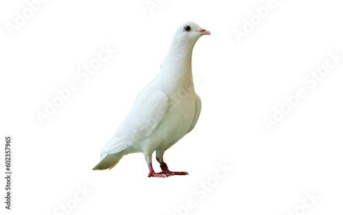 full body of speed racing white pigeon bird with banding leg ring isolated on white