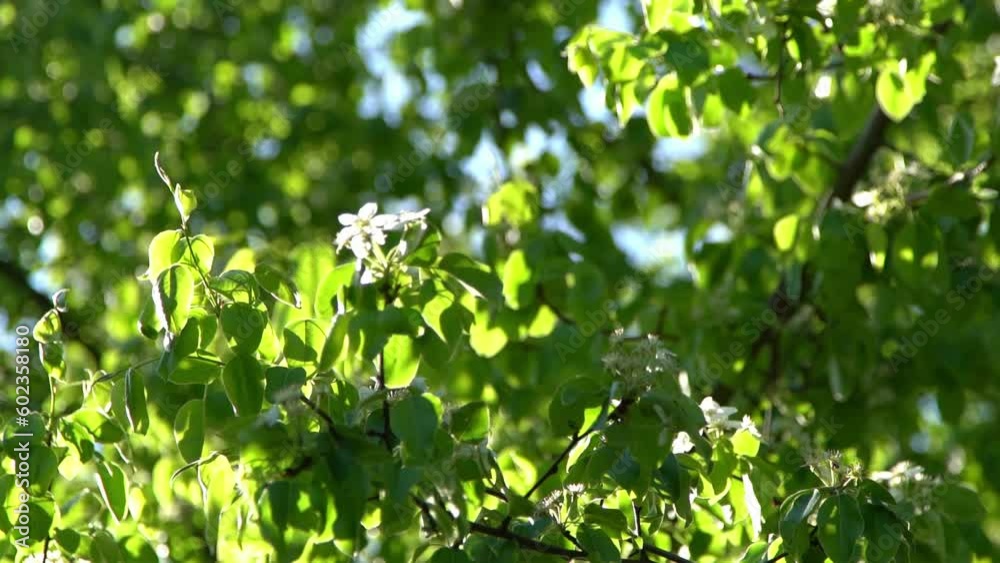 Green leaves. White appletree blossoms sway in the wind. Spring flowering garden. Floral natural background. Delicate flowers in the sunlight day. Blur bokeh nature. Flower bloom bud Leaf closeup Green leaves. White appletree blossoms sway in the wind. Spring flowering garden. Floral natural background. Delicate flowers in the sunlight day. Blur bokeh nature. Flower bloom bud Leaf closeup