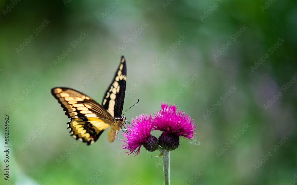 Monarch butterfly seeking nectar on a flower Monarch butterfly seeking nectar on a flower