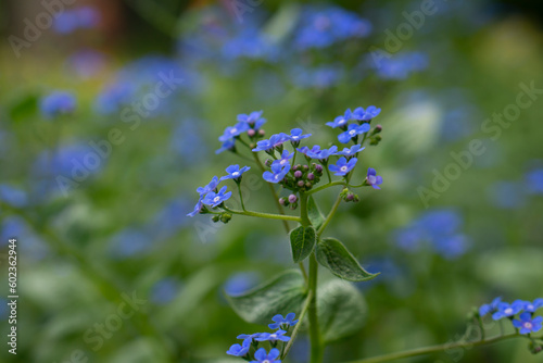 Omphalodes verna, common names creeping navelwort or blue eyed Mary. Blue-eyed Mary flower in spring (Omphalodes verna) Blue small primroses, selective focus.