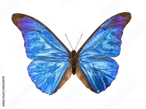 Beautiful butterfly with blue shiny wings isolated on white background © Olena Kuzina