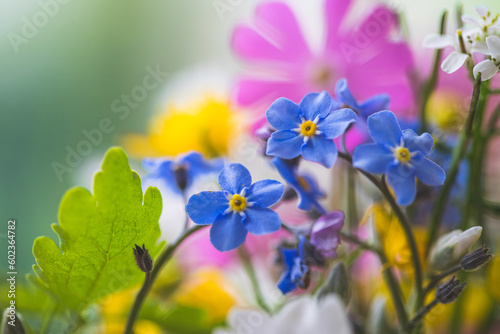 Beautiful colorful and fresh spring flower  forget me not  close up