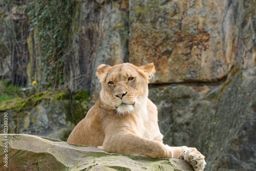 Lioness on a ledge of a rock.