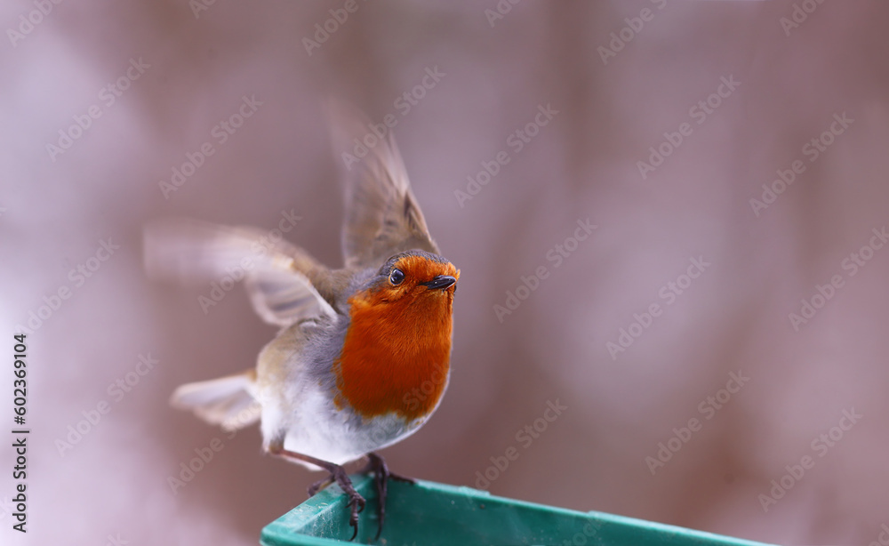 Fototapeta premium The robin keeps its balance by flapping its wings,