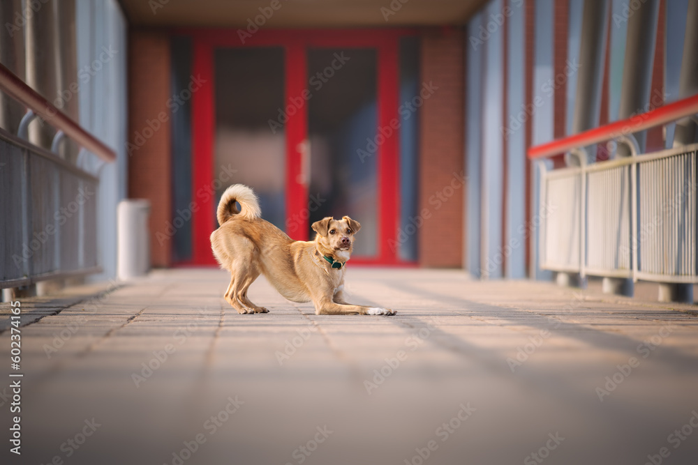 Urban portrait of small red dog