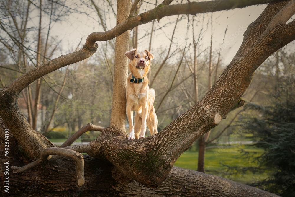 Portrait of a small red dog in the garden