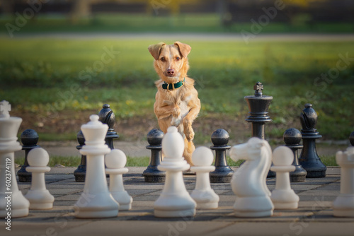 Obraz na płótnie Little red dog and big chess w salonie