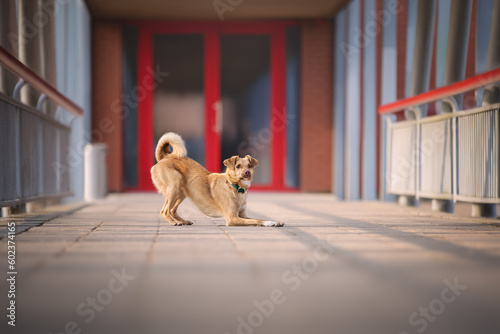 Obraz na płótnie Urban portrait of small red dog w salonie