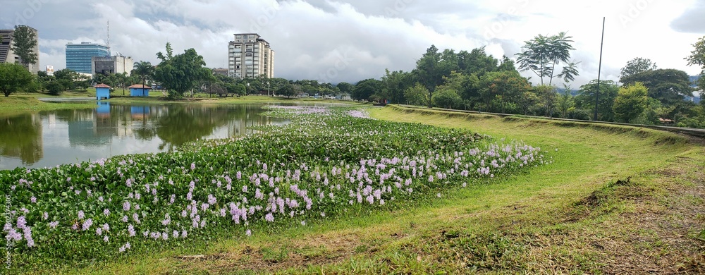 Obraz premium Garden