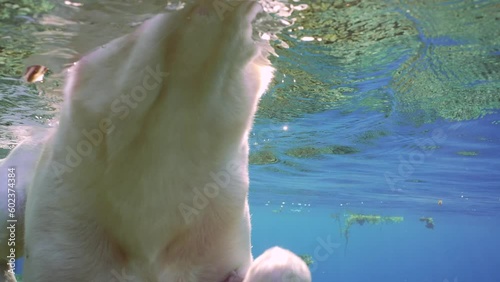 Extreme closeup dog swim over reef covered with algare approaching camera on bright sunny day in sunrays, Slow motion, Underwater shot photo