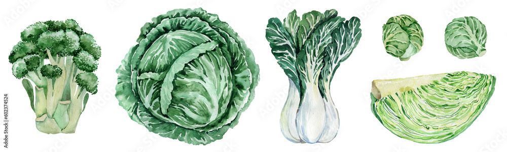 Fototapeta premium Watercolor green vegetables set. Fresh healthy organic food background. Cabbage, cauliflower, broccoli, zucchini, cucumber Agriculture, local farm market, diet, cooking illustration, menu design