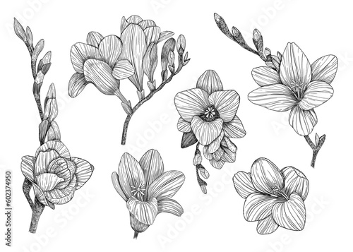 Freesia. Collection of floral elements. Hand-drawn. Graphics. Engraving	
